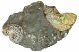 Fossil Ammonite (Scaphites) - South Dakota #137292-1